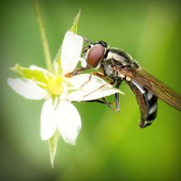 /album/childzapum/photolia-a02-jpg/