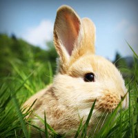 /album/childzapum/photolia-a03-jpg/